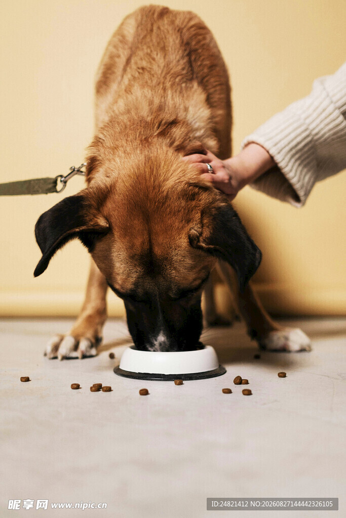 主人喂食时狗狗低头进食