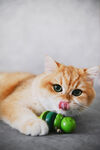 橘猫玩绿色小球超可爱