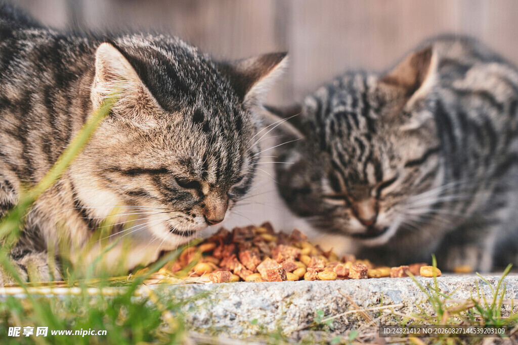 两只猫咪低头进食