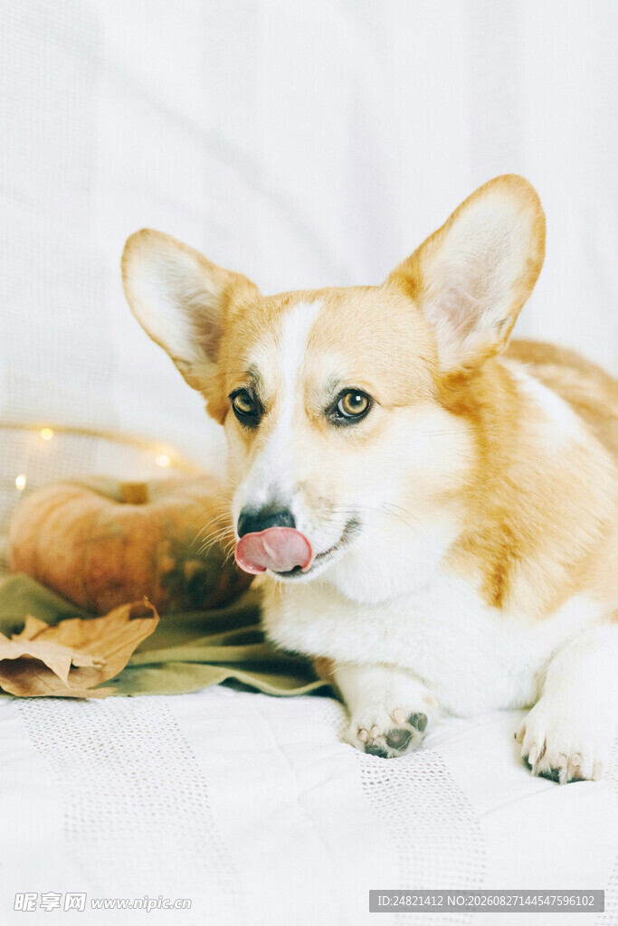 可爱柯基犬惬意躺卧