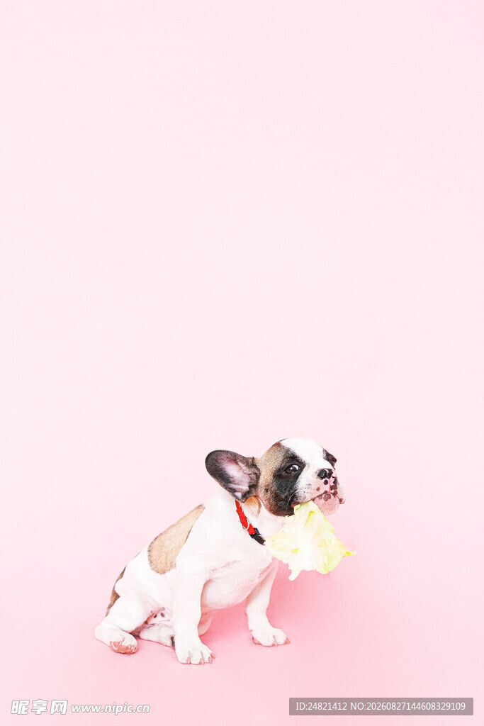 粉色背景下的可爱法斗犬