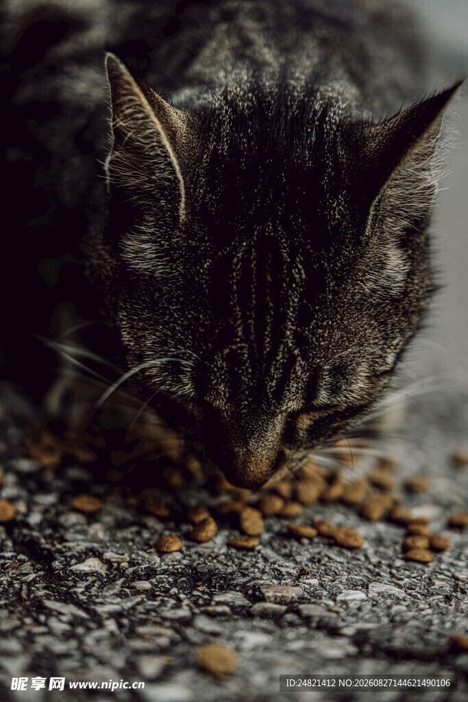 猫咪低头享用美味猫粮
