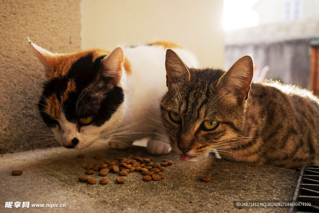 两猫共食猫粮瞬间
