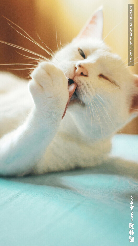 躺卧猫咪惬意舔毛瞬间