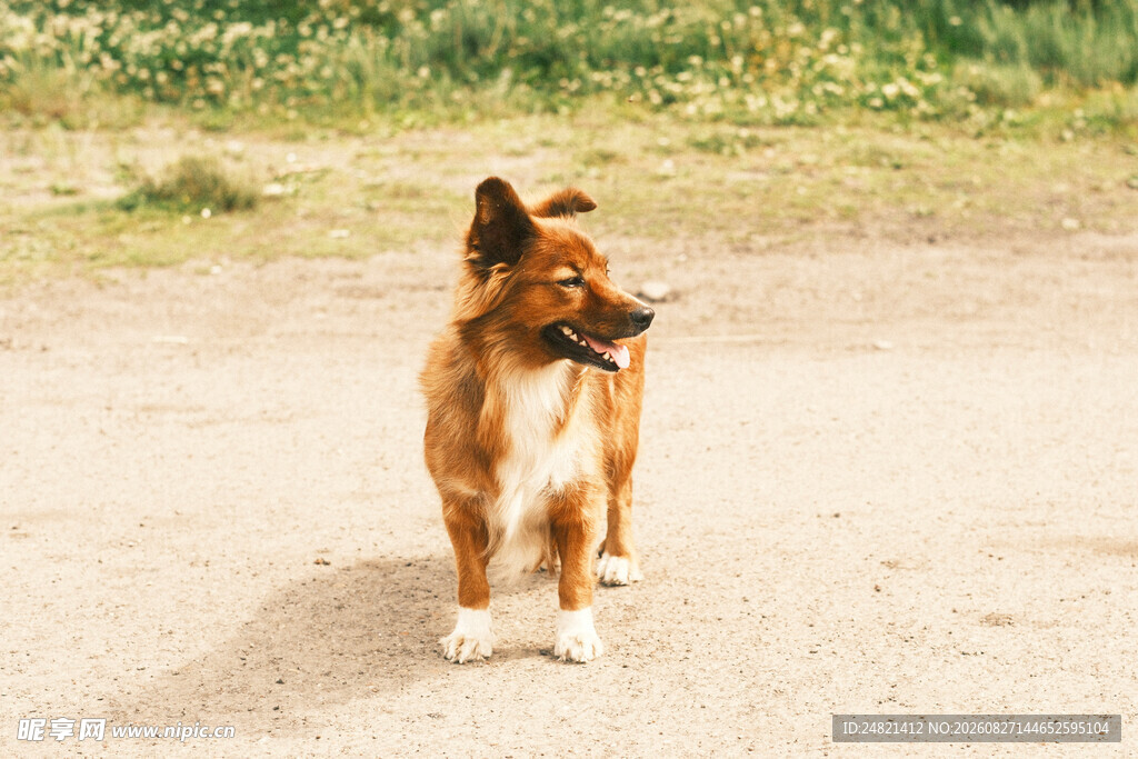 站立的棕白相间宠物犬