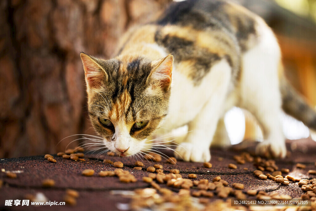 猫咪嗅闻地上散落的猫粮