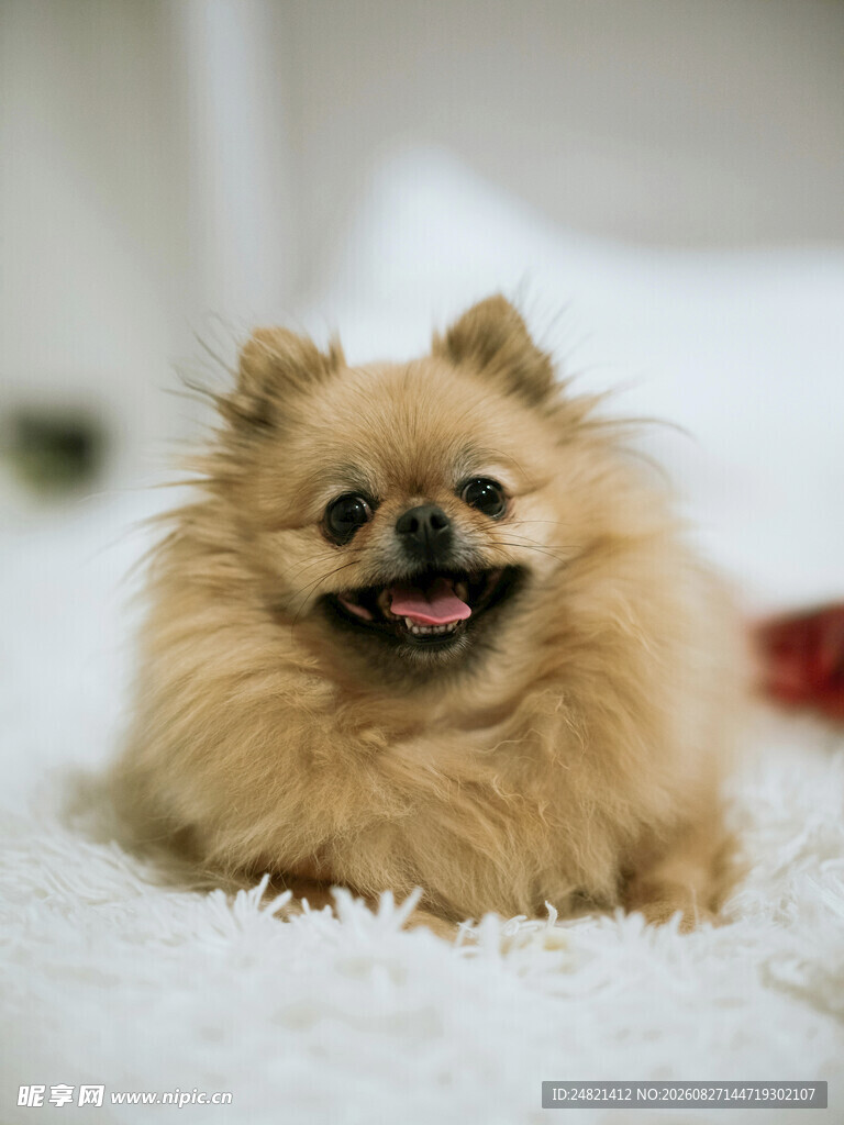 可爱博美犬惬意趴卧
