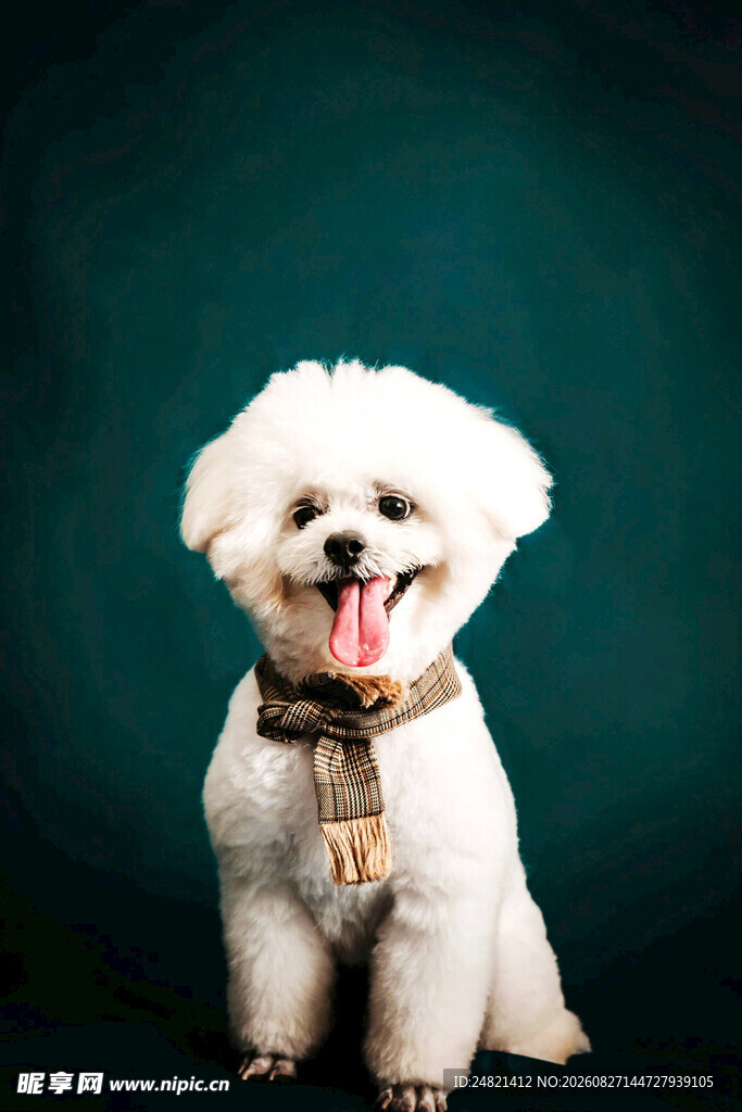 可爱比熊犬吐舌卖萌