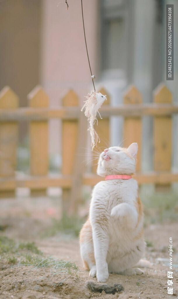 猫咪后腿站立仰头望飞鸟
