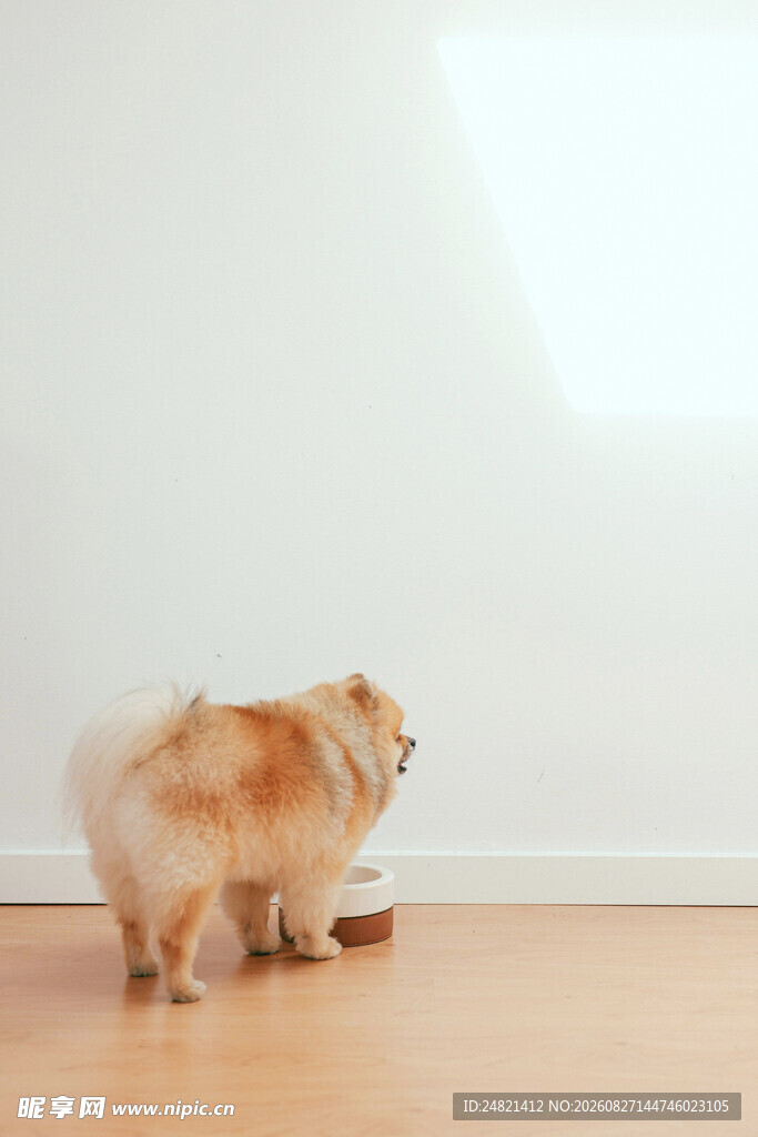 博美犬在木地板上玩耍