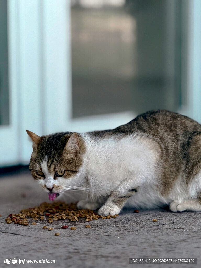 猫咪专注享用美味猫粮