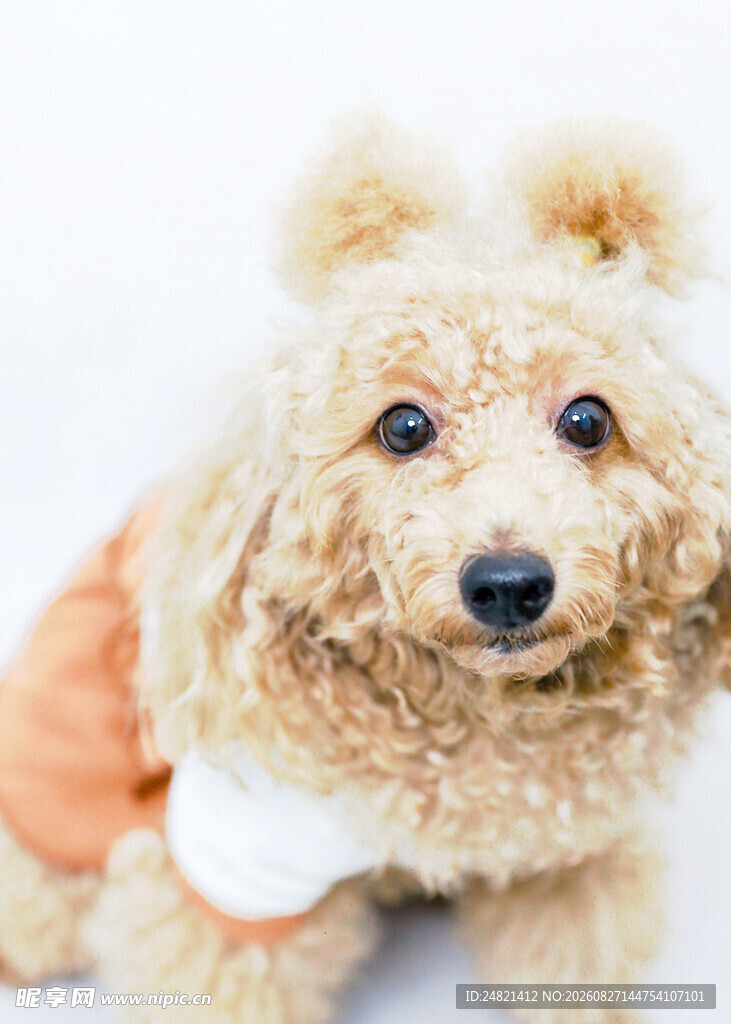 可爱泰迪犬穿着小衣服