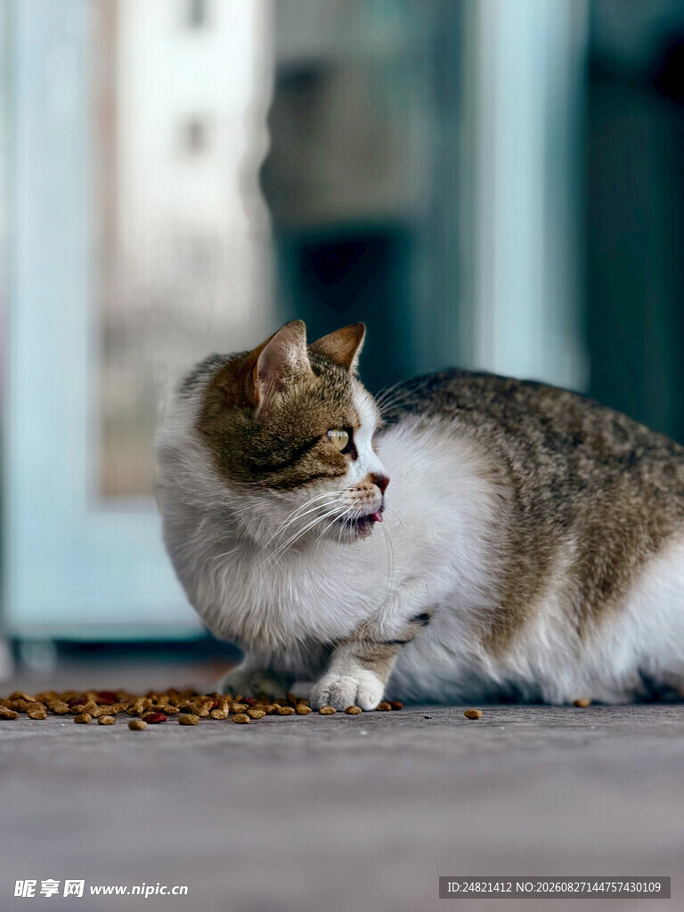 路边可爱猫咪侧头凝望