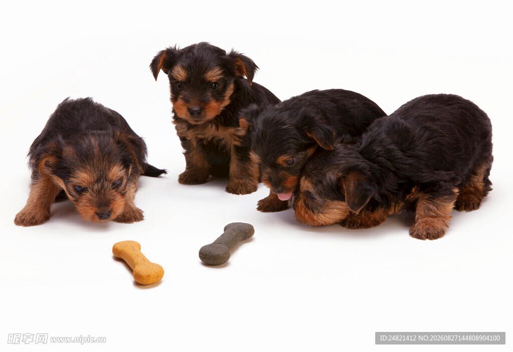 可爱幼犬与美味零食
