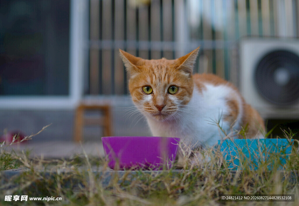 橘猫在户外与彩色碗