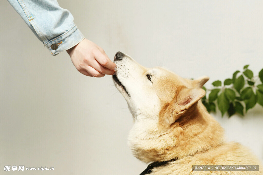 主人喂食可爱柯基