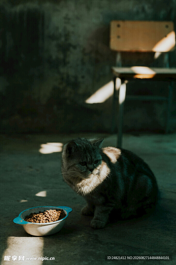 黑暗中进食的猫咪
