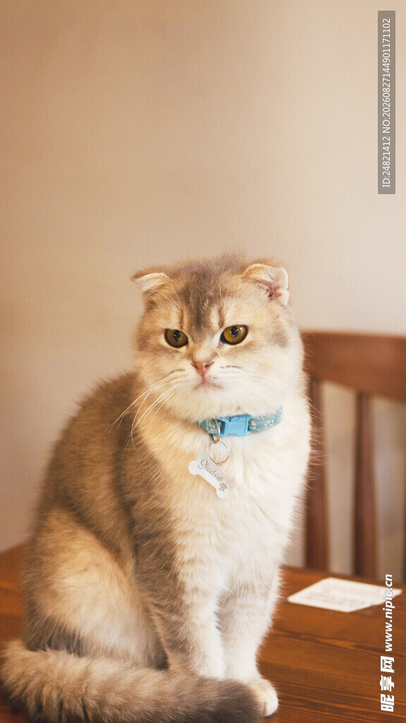 可爱猫咪端坐