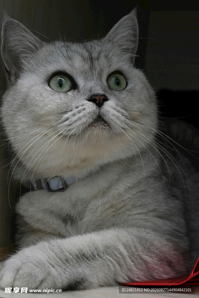 银灰猫咪好奇望向上方