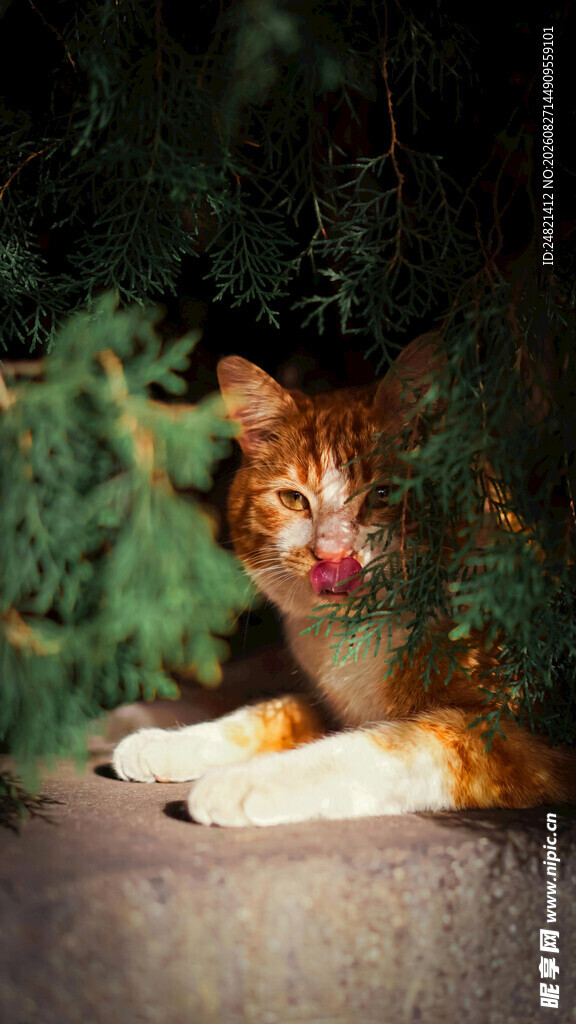 圣诞装扮的橘猫