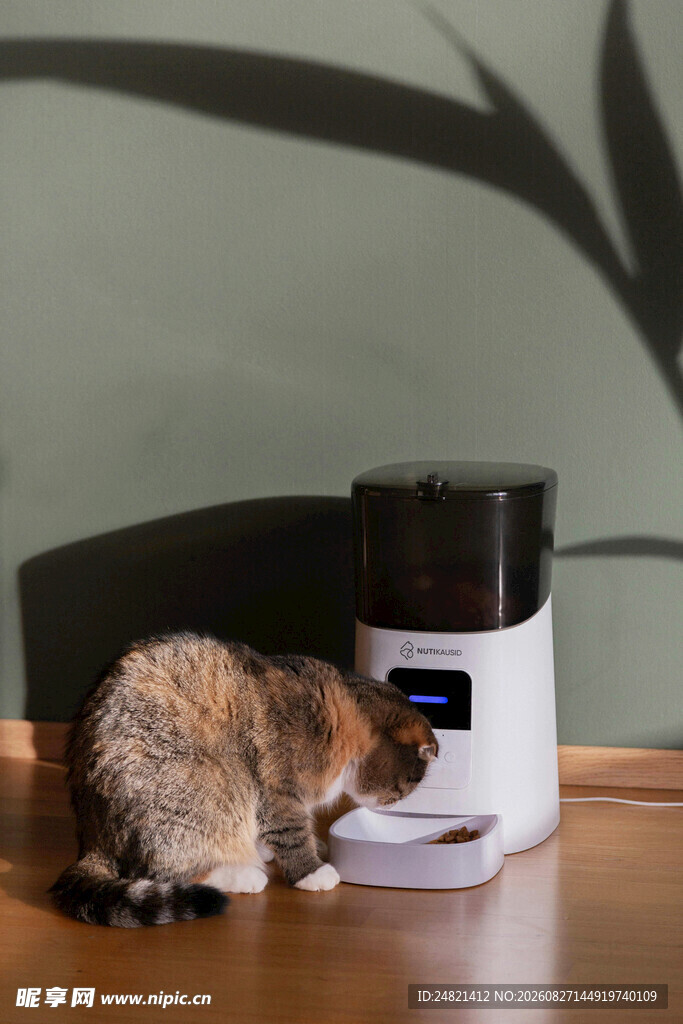 小猫嗅探自动喂食器