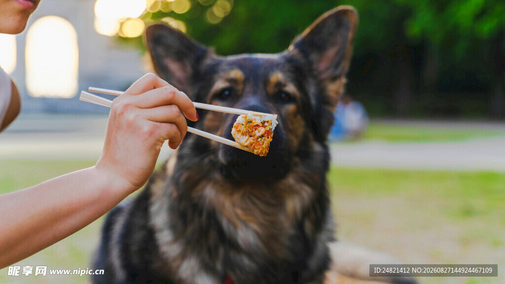 给狗狗刷牙的温馨瞬间
