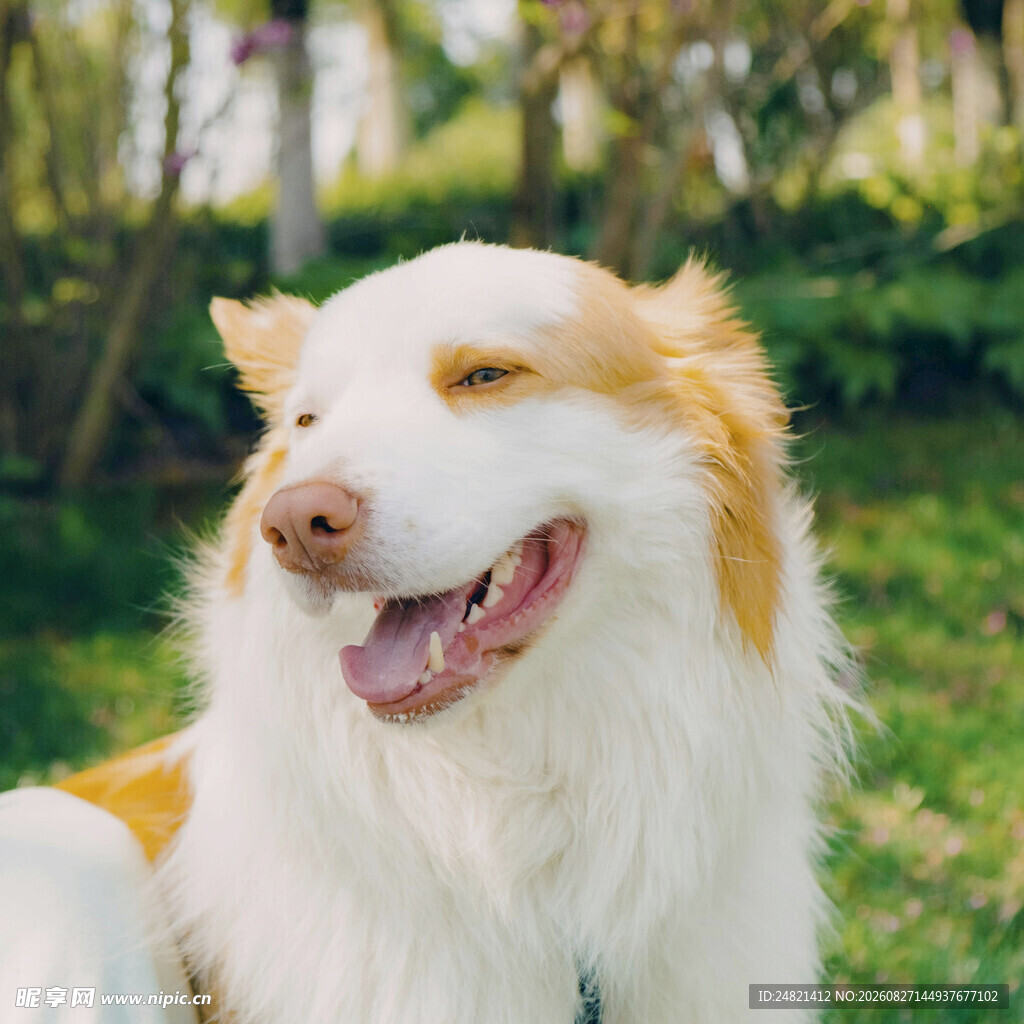 阳光下微笑的边牧犬