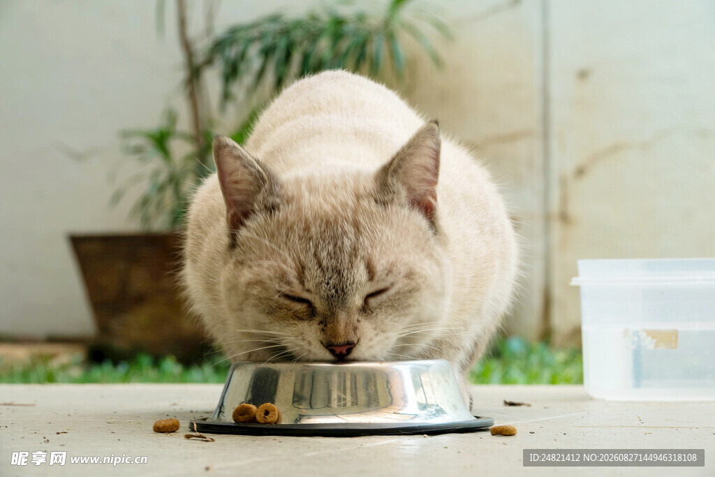 猫咪低头享用碗中食物