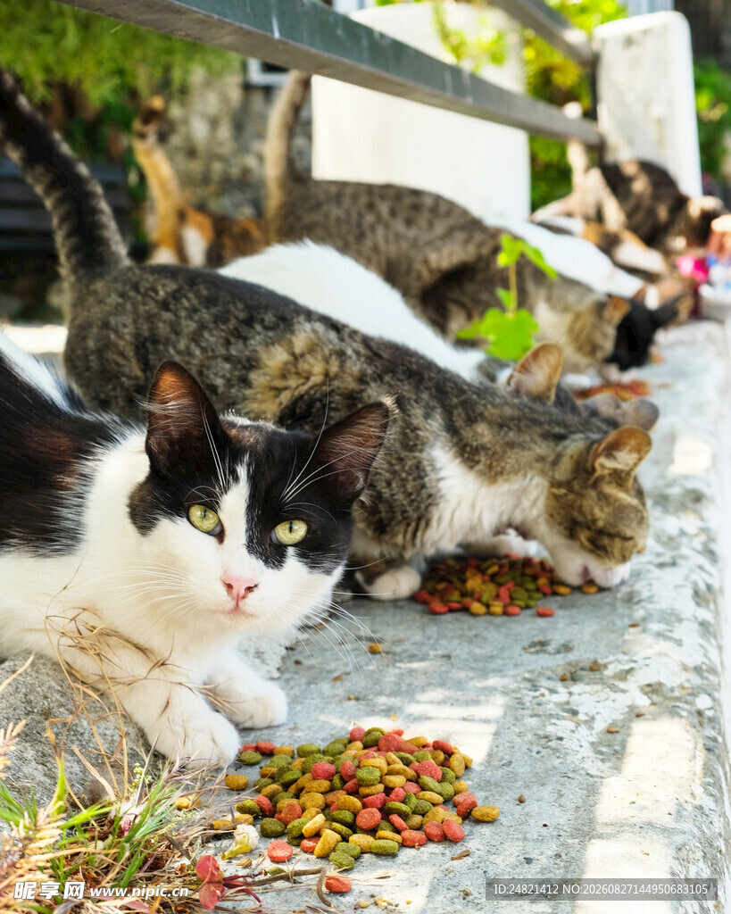 猫咪享用美味猫粮