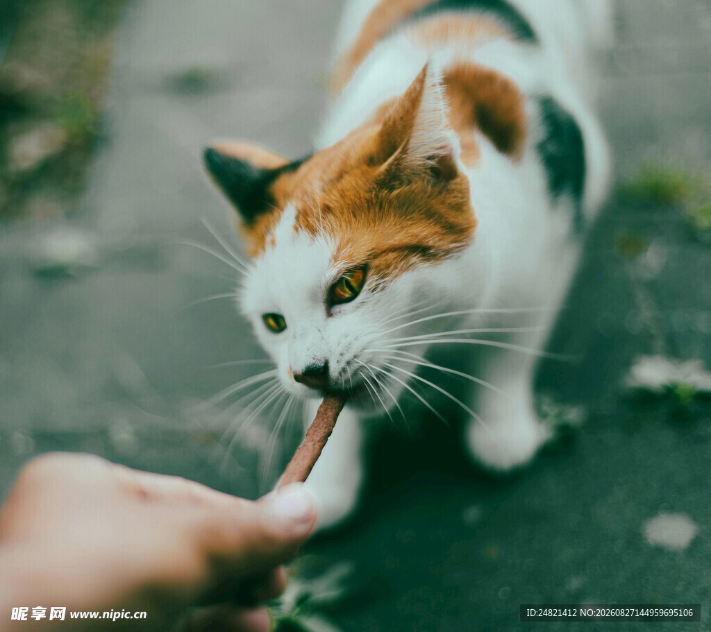 猫咪惬意享受喂食时刻