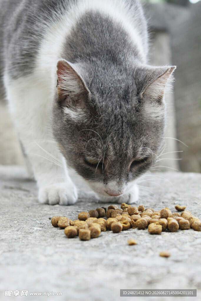 灰猫低头享用美味猫粮