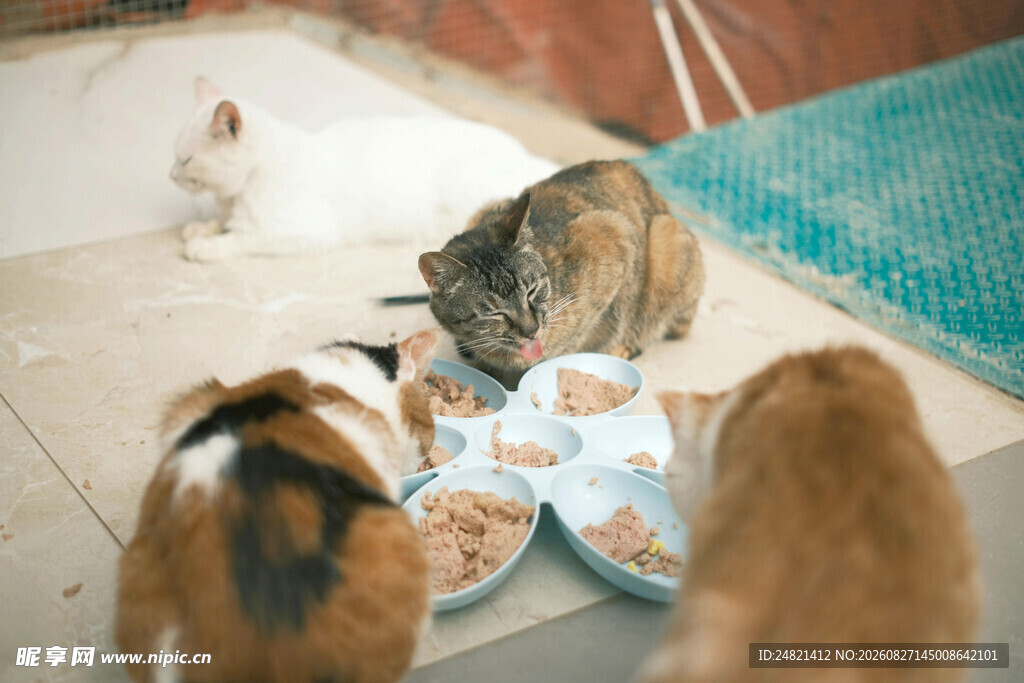 猫咪们在享用食物