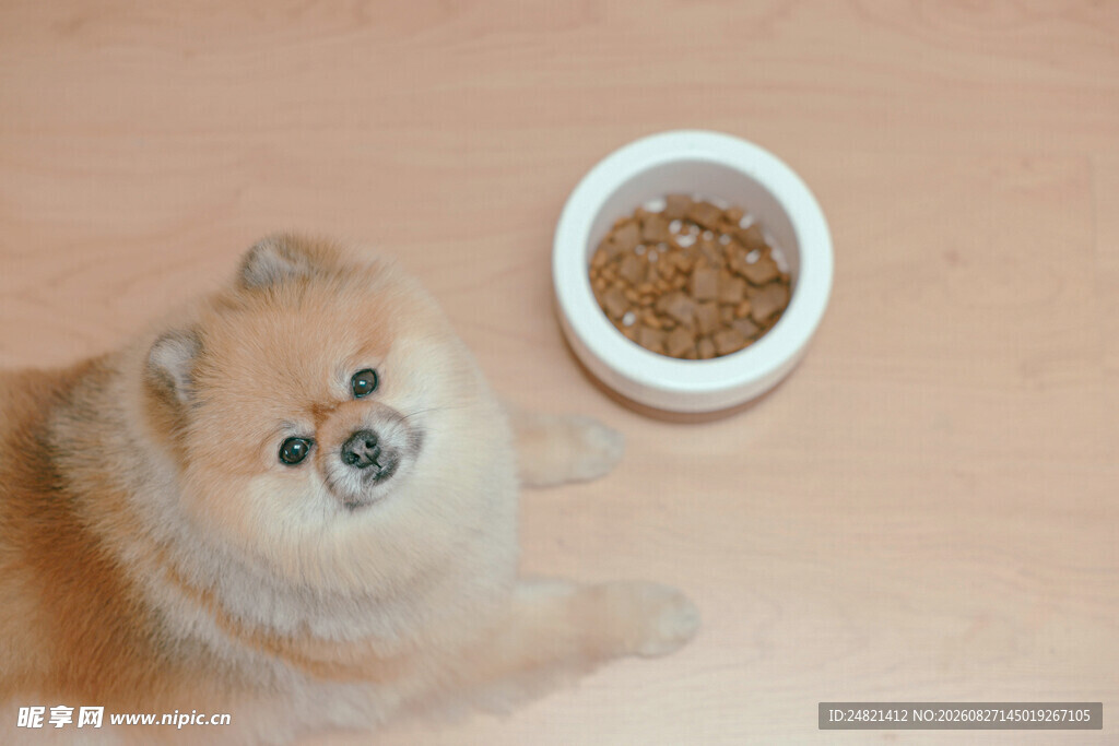 可爱博美犬与食物碗