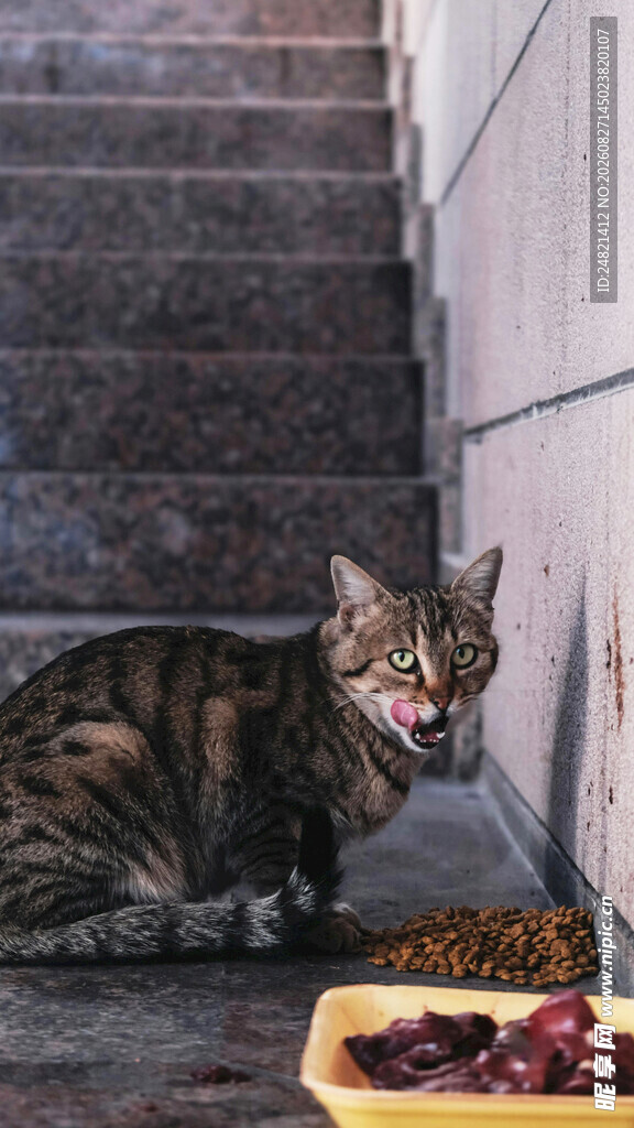 楼梯下进食的斑纹猫咪