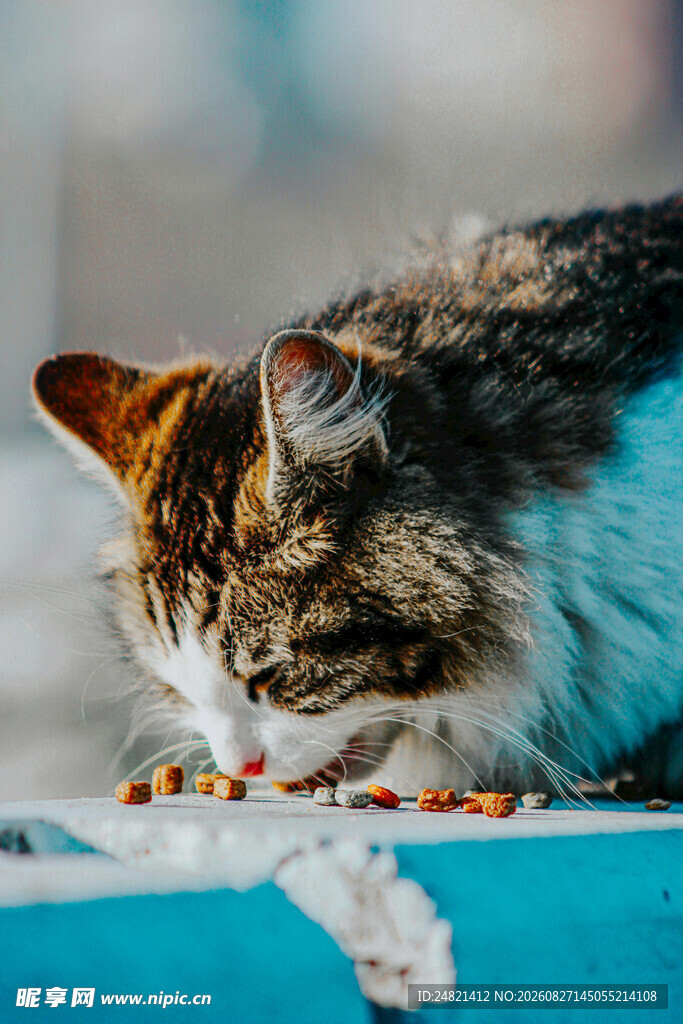 猫咪低头享用美味食物