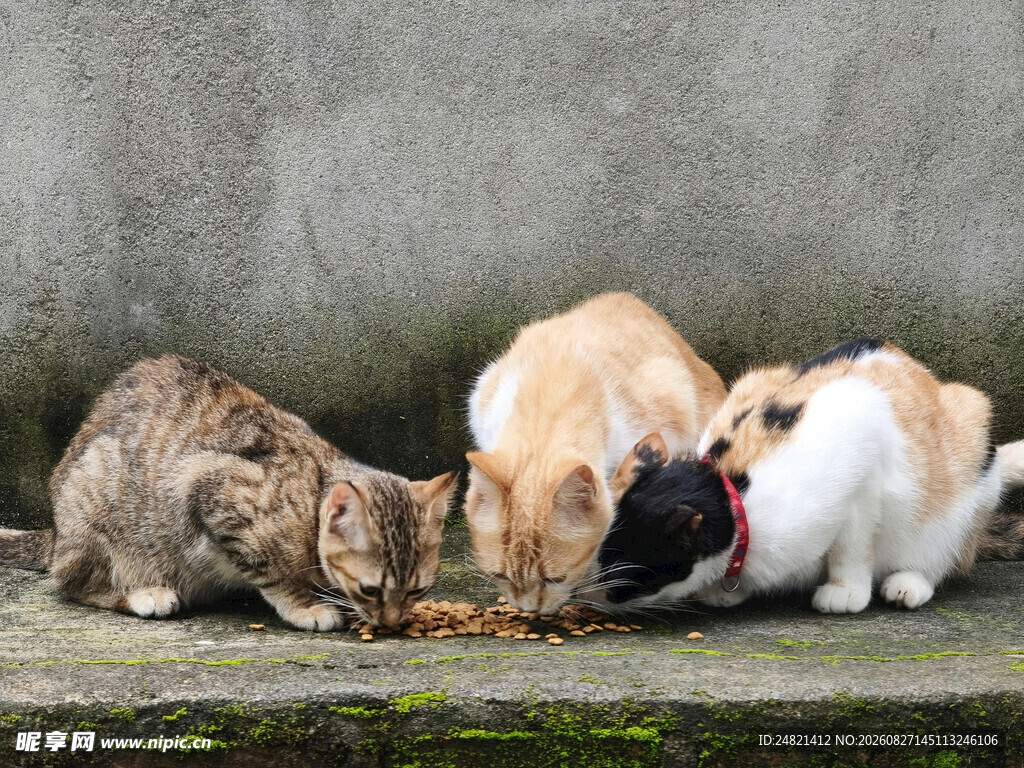 猫咪围聚进食的温馨场景