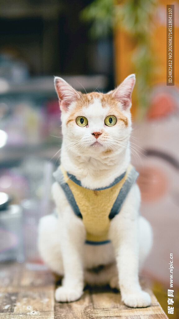 穿背心的可爱猫咪