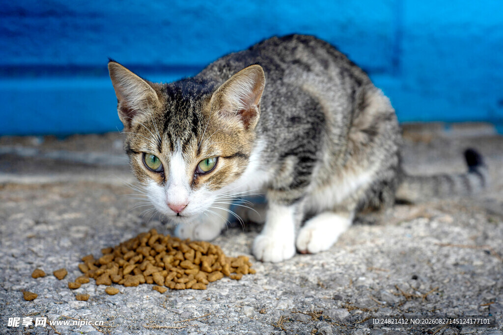 猫咪低头享用美味猫粮