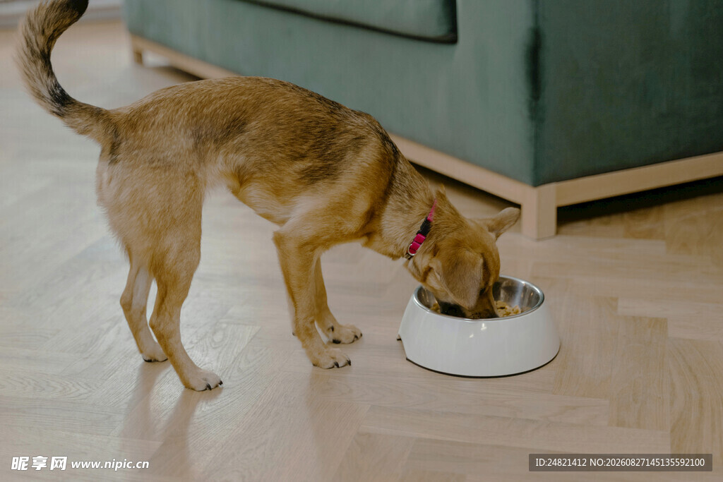 狗狗低头进食的温馨瞬间