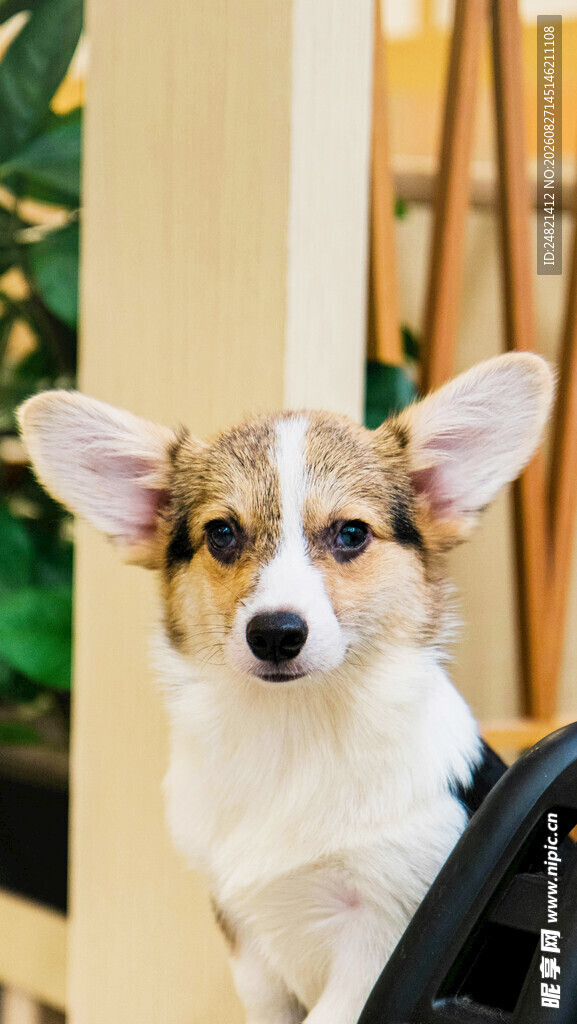 可爱柯基犬的萌趣瞬间