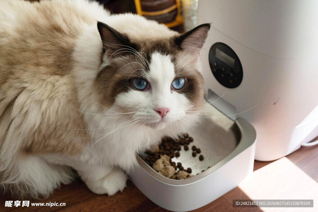 布偶猫享用美味猫粮