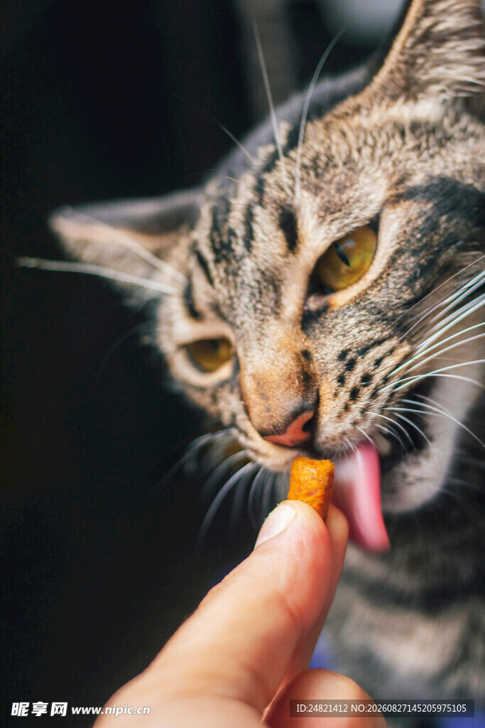 猫咪被喂零食瞬间
