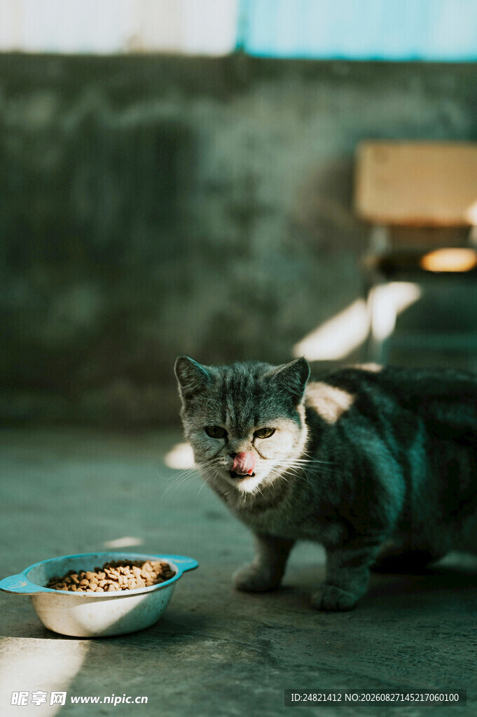 猫咪低头嗅闻食碗