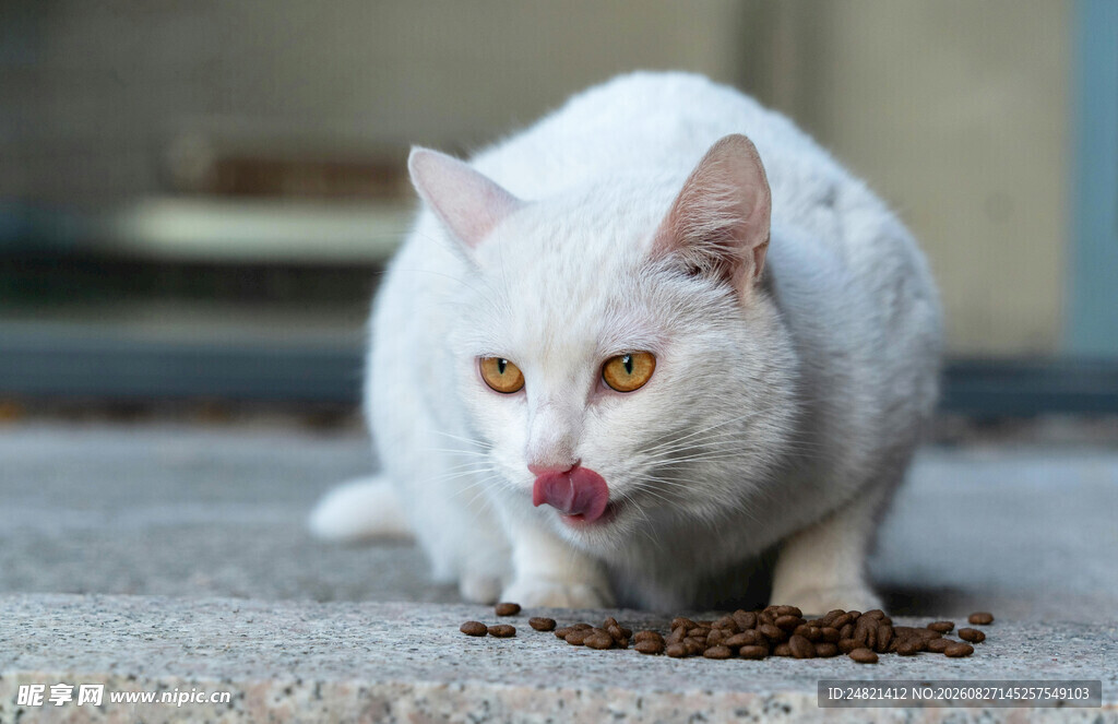 白猫舔食地上猫粮