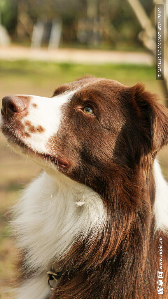 仰望的边牧犬