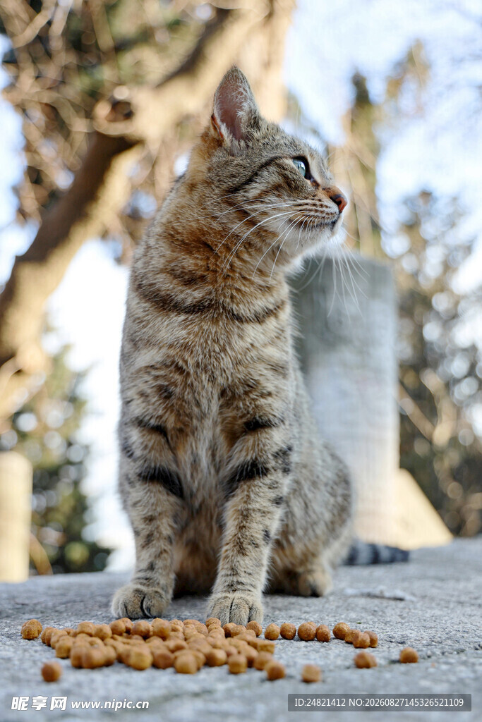 猫咪专注进食的可爱瞬间
