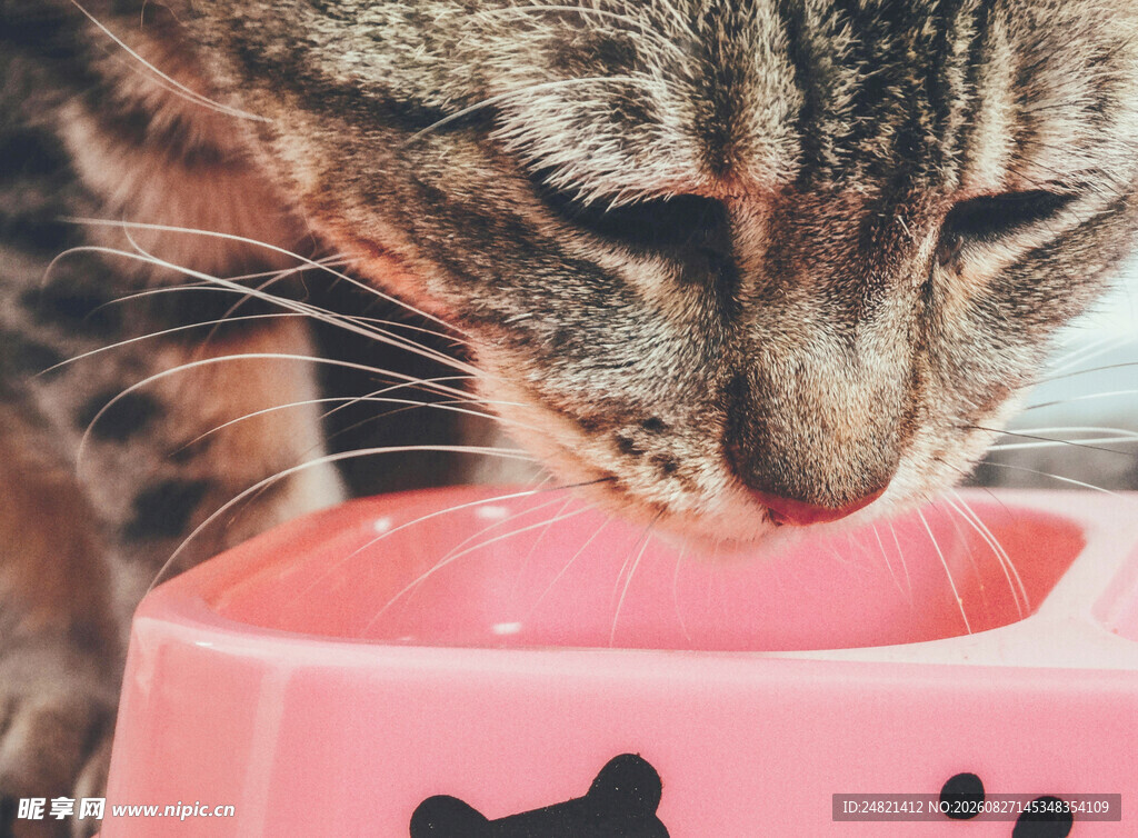 猫咪低头进食粉色碗中食物