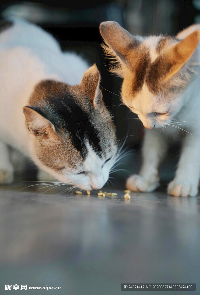 三只猫咪低头进食瞬间