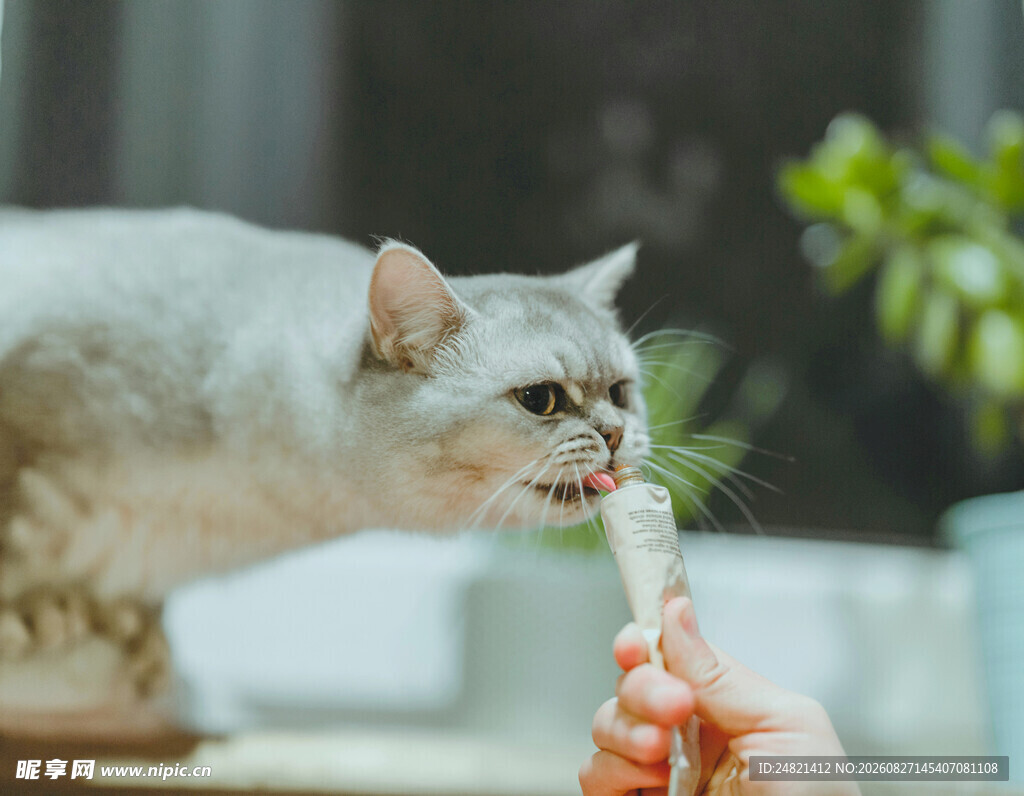 猫咪开心享用美味零食