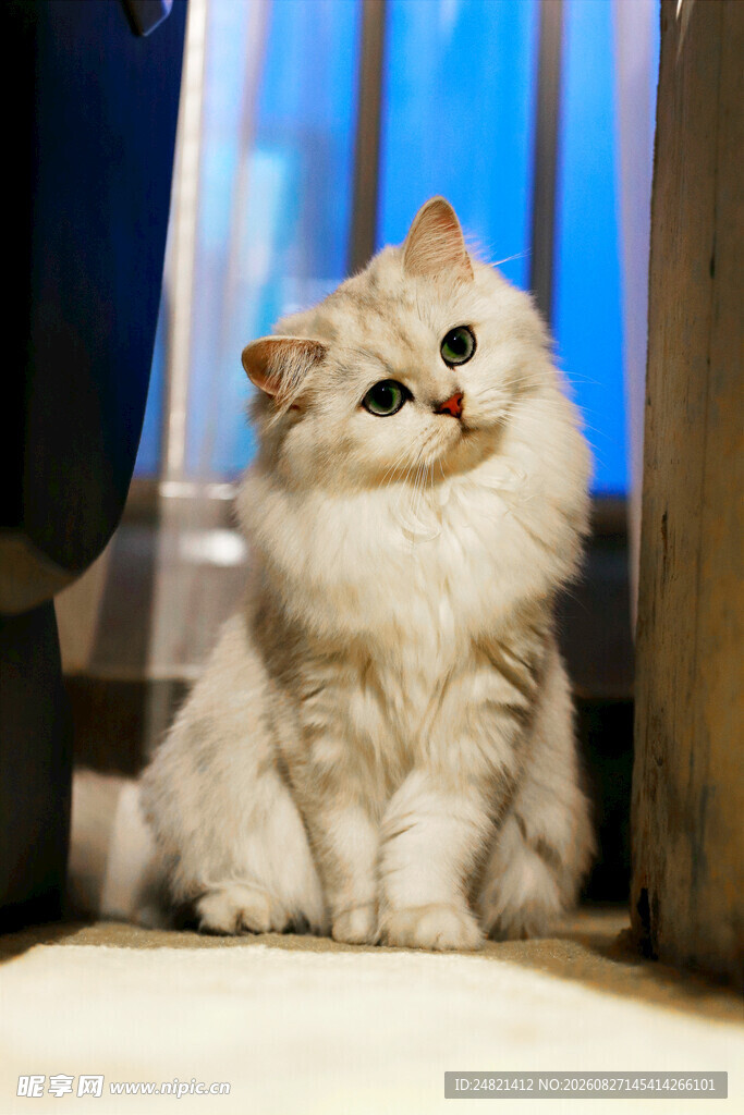 可爱长毛猫端坐